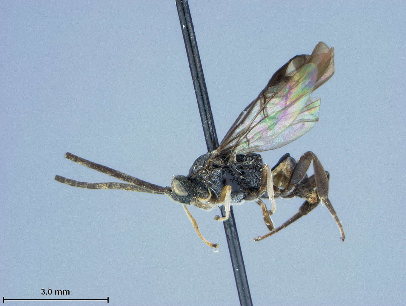 Image of Microplitis Förster 1862
