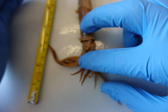 Image of Japanese flying squid