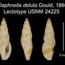 Image of Otitoma deluta (Gould 1860)