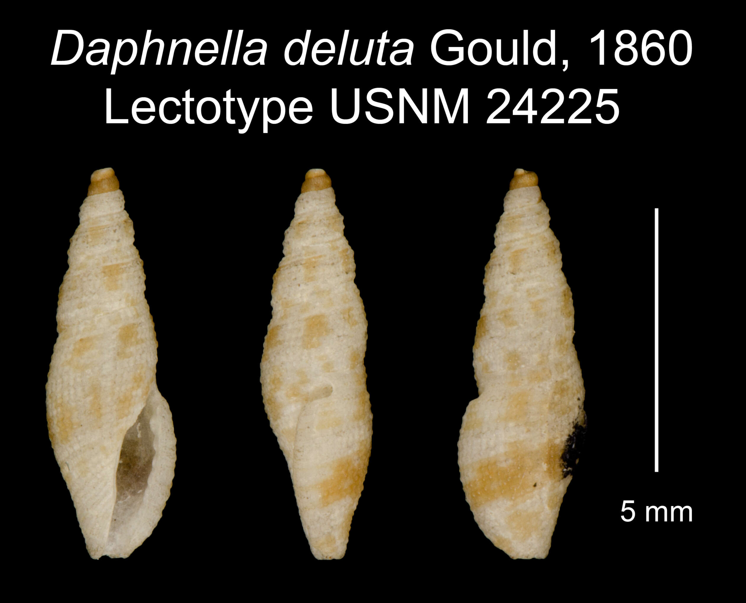 Image of Otitoma deluta (Gould 1860)