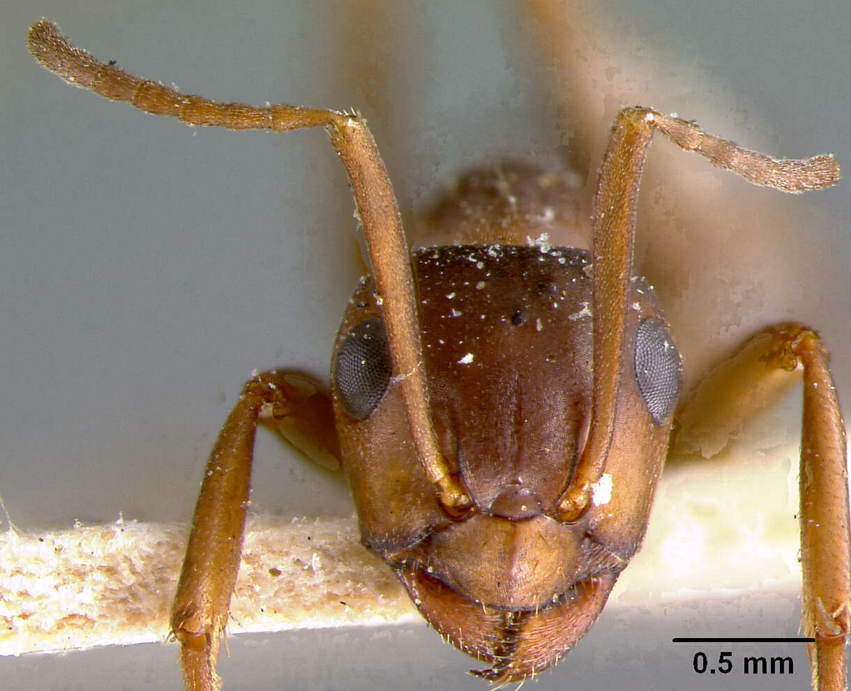 Image of Formica sanguinea Latreille 1798