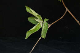 Image of Combretum fruticosum (Loefl.) Stuntz