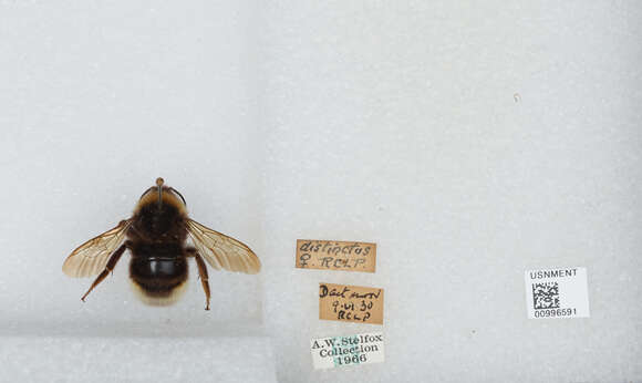 Image of Ashton's Cuckoo Bumblebee