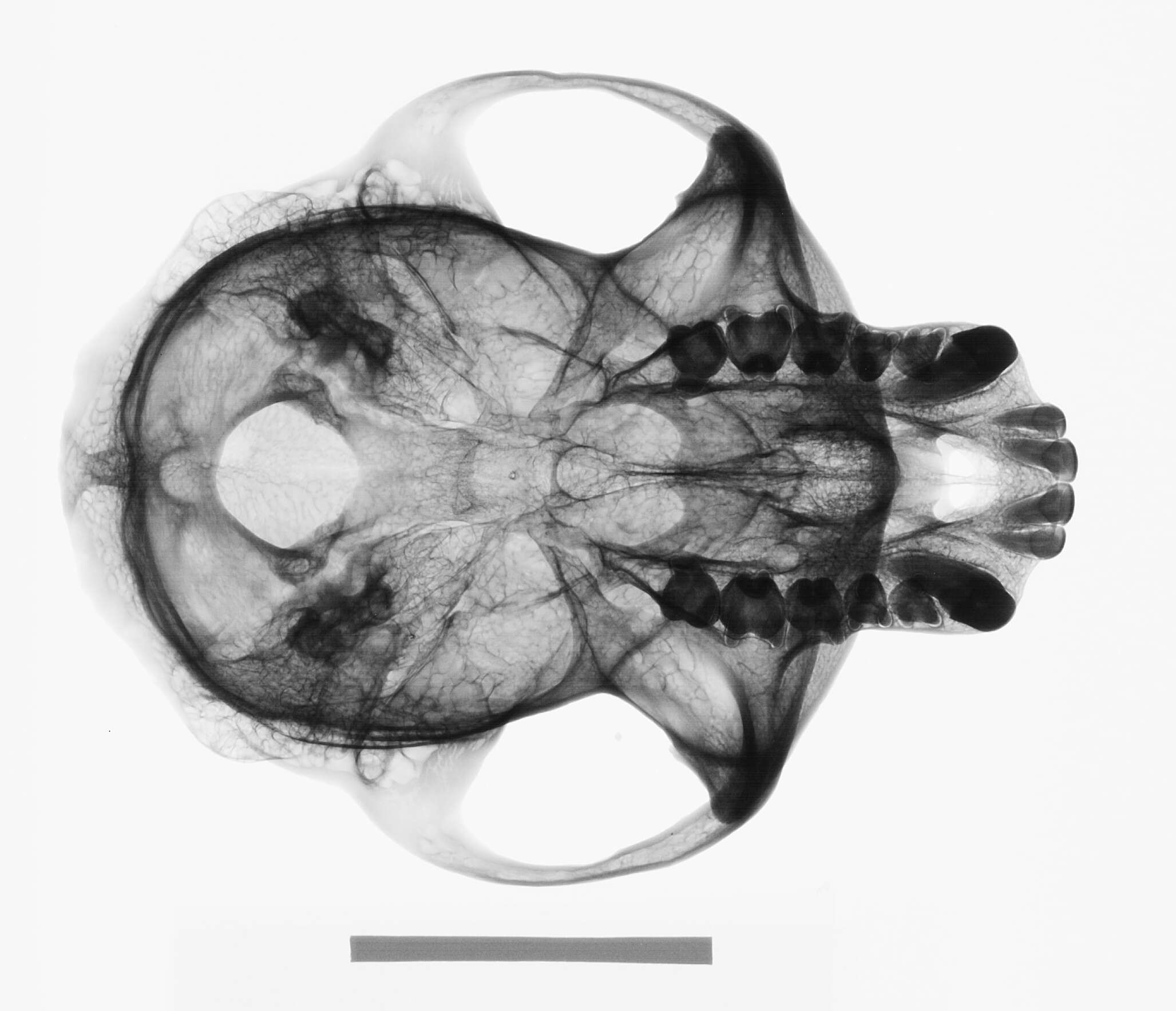 Image of Semnopithecus priam thersites (Blyth 1847)