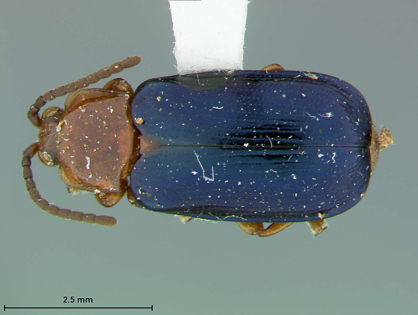 Image of Cephaloleia lepida Staines 1996