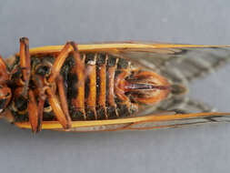 Image of Decim Periodical Cicada