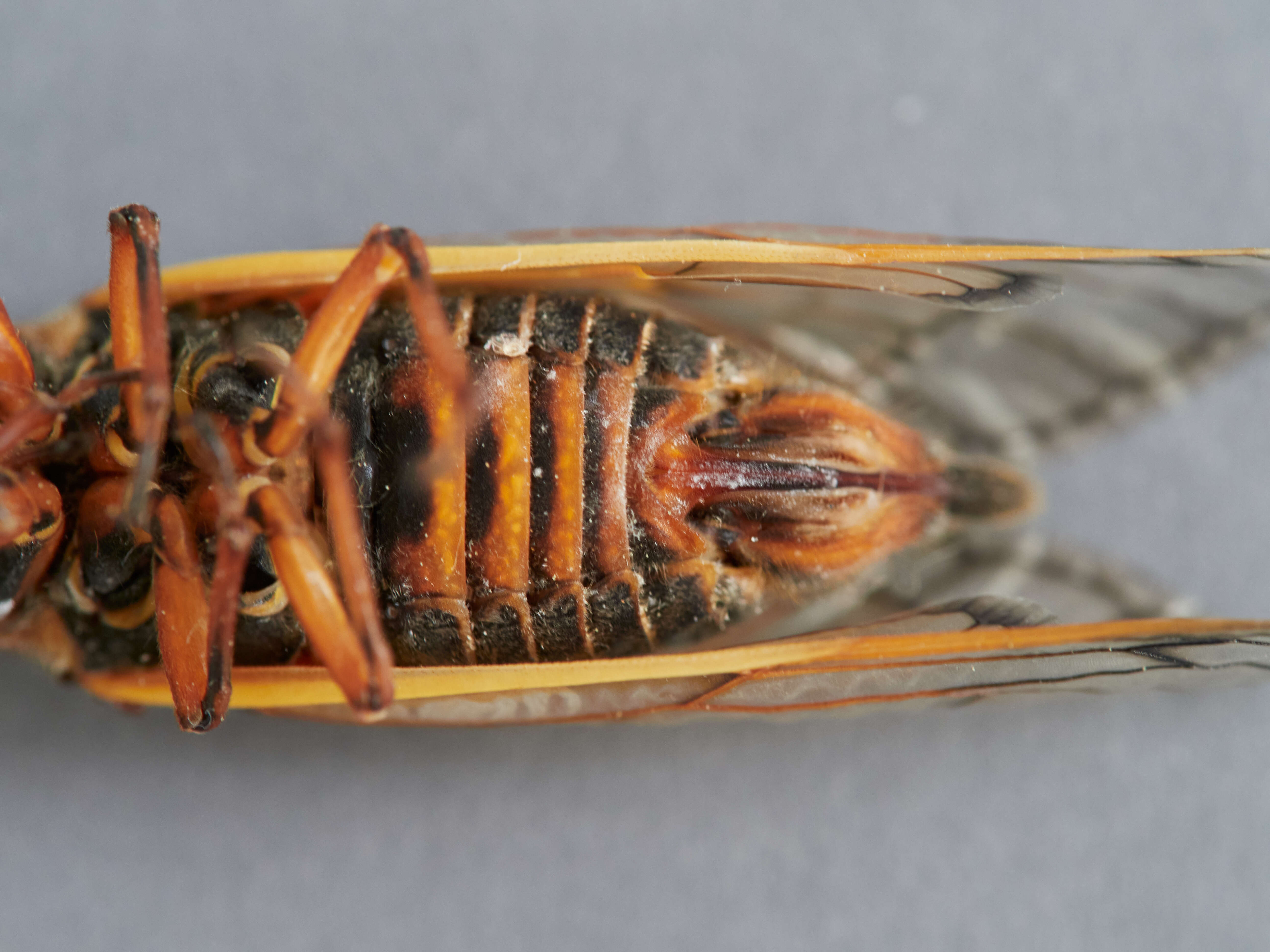 Image of Decim Periodical Cicada