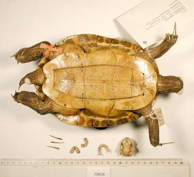 Image of Eastern River Cooter