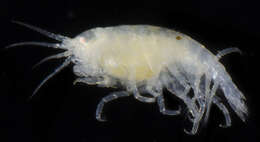 Image of Amphipod