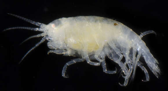 Image of Amphipod