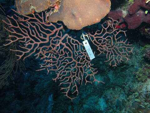 Image of Black Sea fan