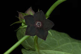 Image of Matelea cyclophylla (Standl.) R. F. Woodson