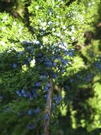 Imagem de Juniperus virginiana L.