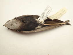 Image of Horus Swift