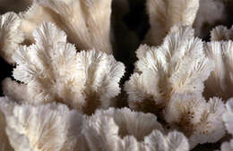 Image of Crispy Crust Coral