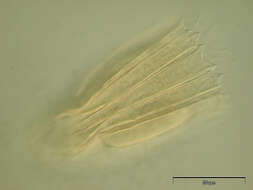 Image of Spinoloricus Heiner & Neuhaus 2007