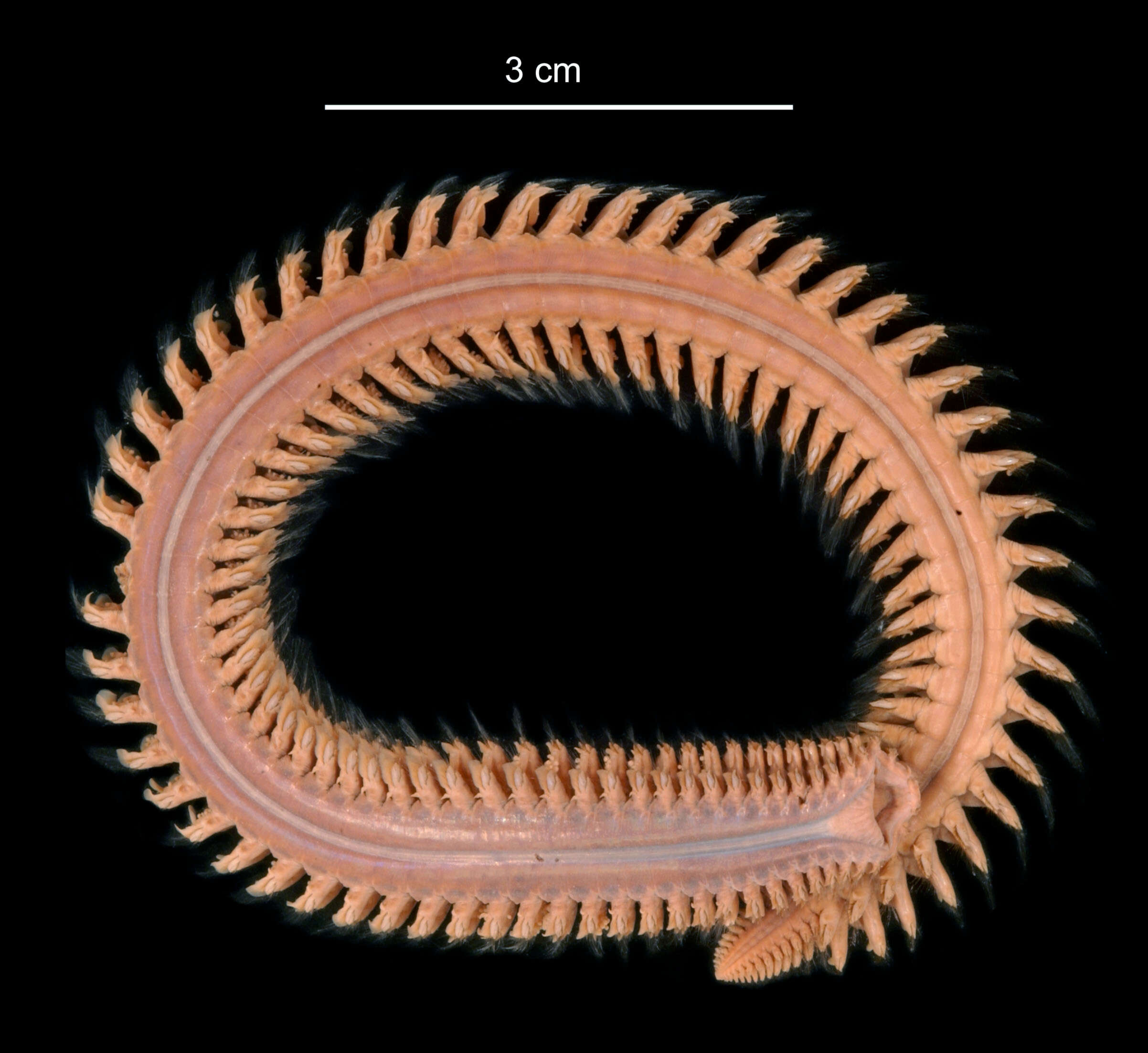 Aglaophamus ornatus Hartman 1967 resmi