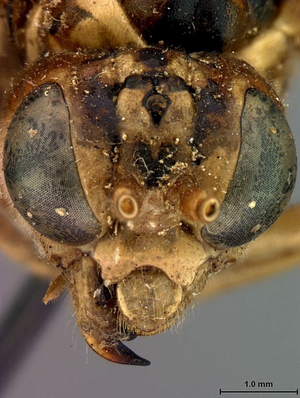 Image of Tenthredina