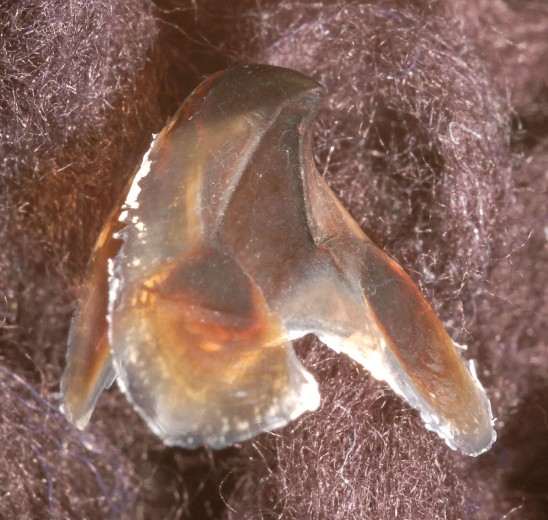 Image of Firefly squid