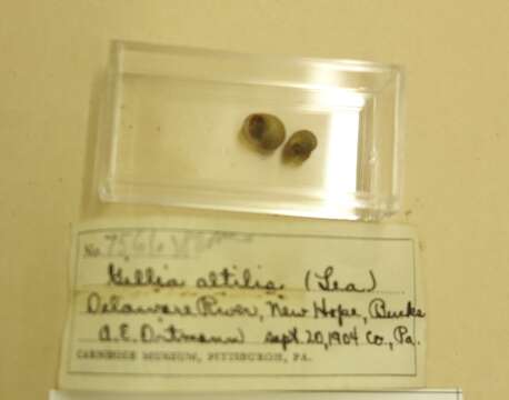 Image of Gillia altilis (I. Lea 1841)