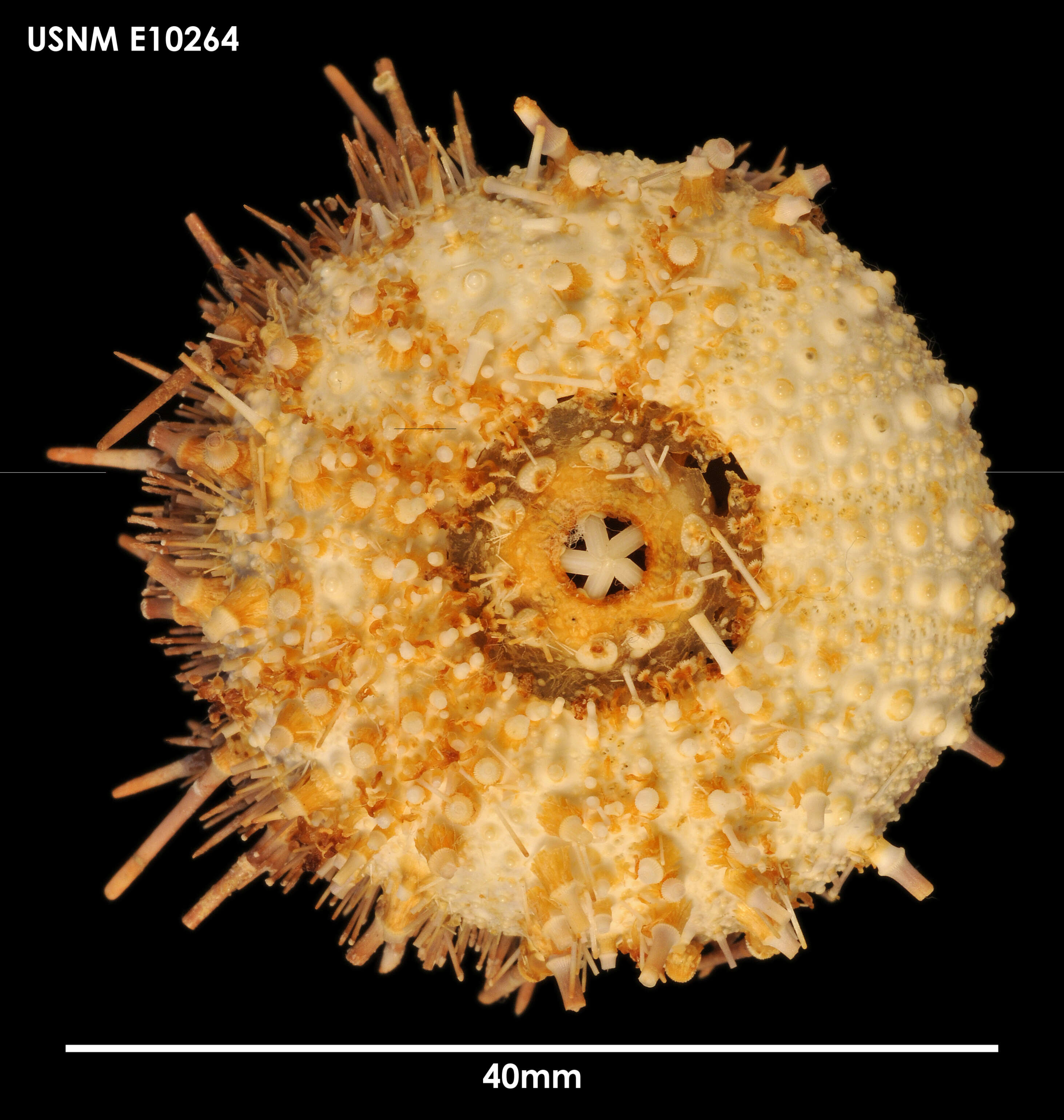 Image of Sterechinus diadema (Studer 1876)