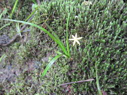 Image of common yellow stargrass