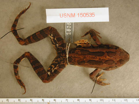 Image of pickerel frog