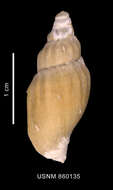 Image of Miomelon eltanini Dell 1990