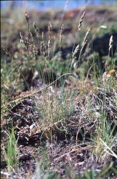 Image de Poa cusickii subsp. pallida Soreng