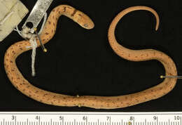 Image of Spotted Coffee Snake