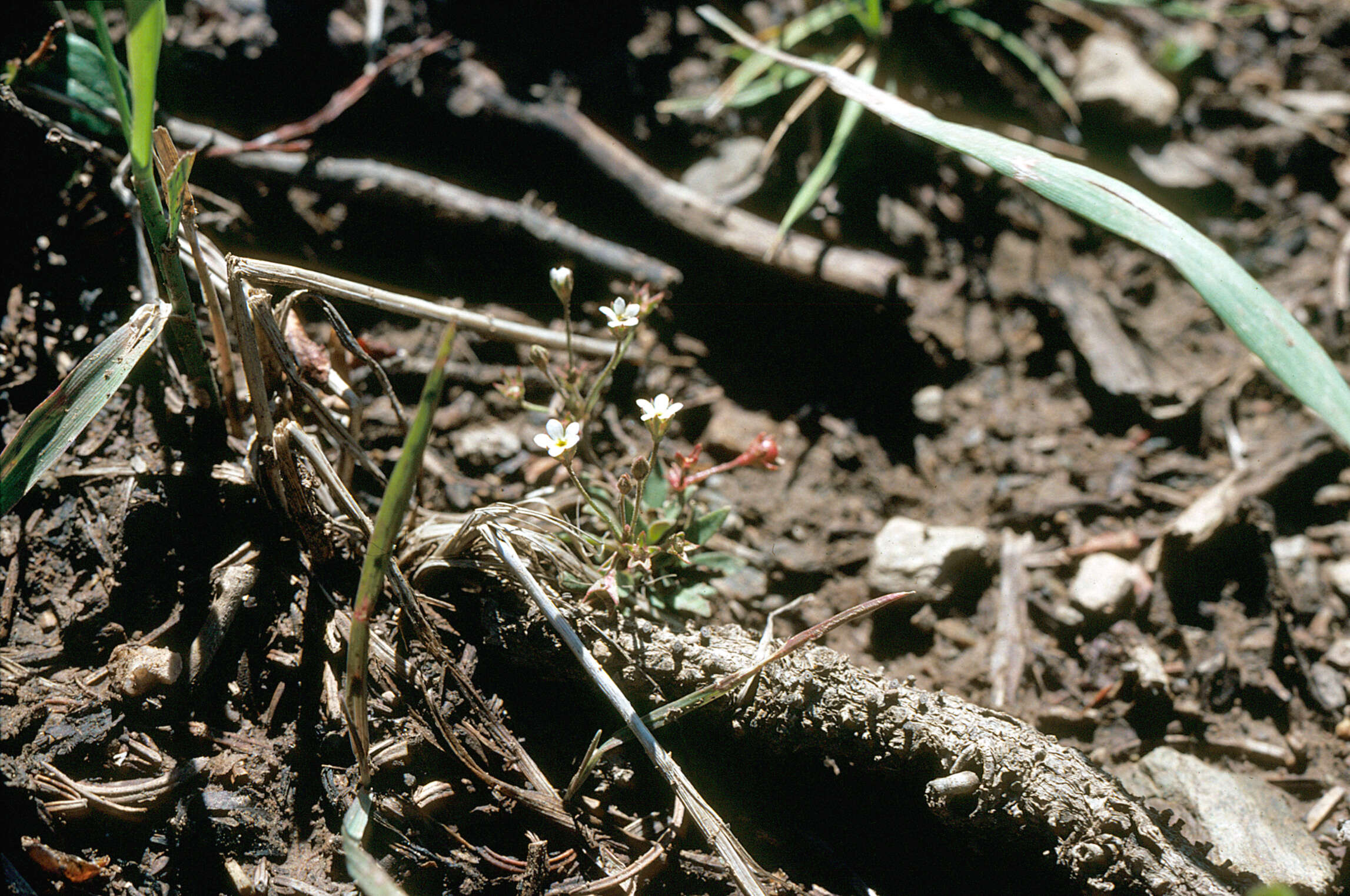 Image of yellowdot saxifrage