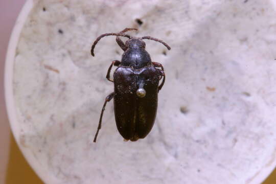 Image of Judolia gaurotoides (Casey 1893)