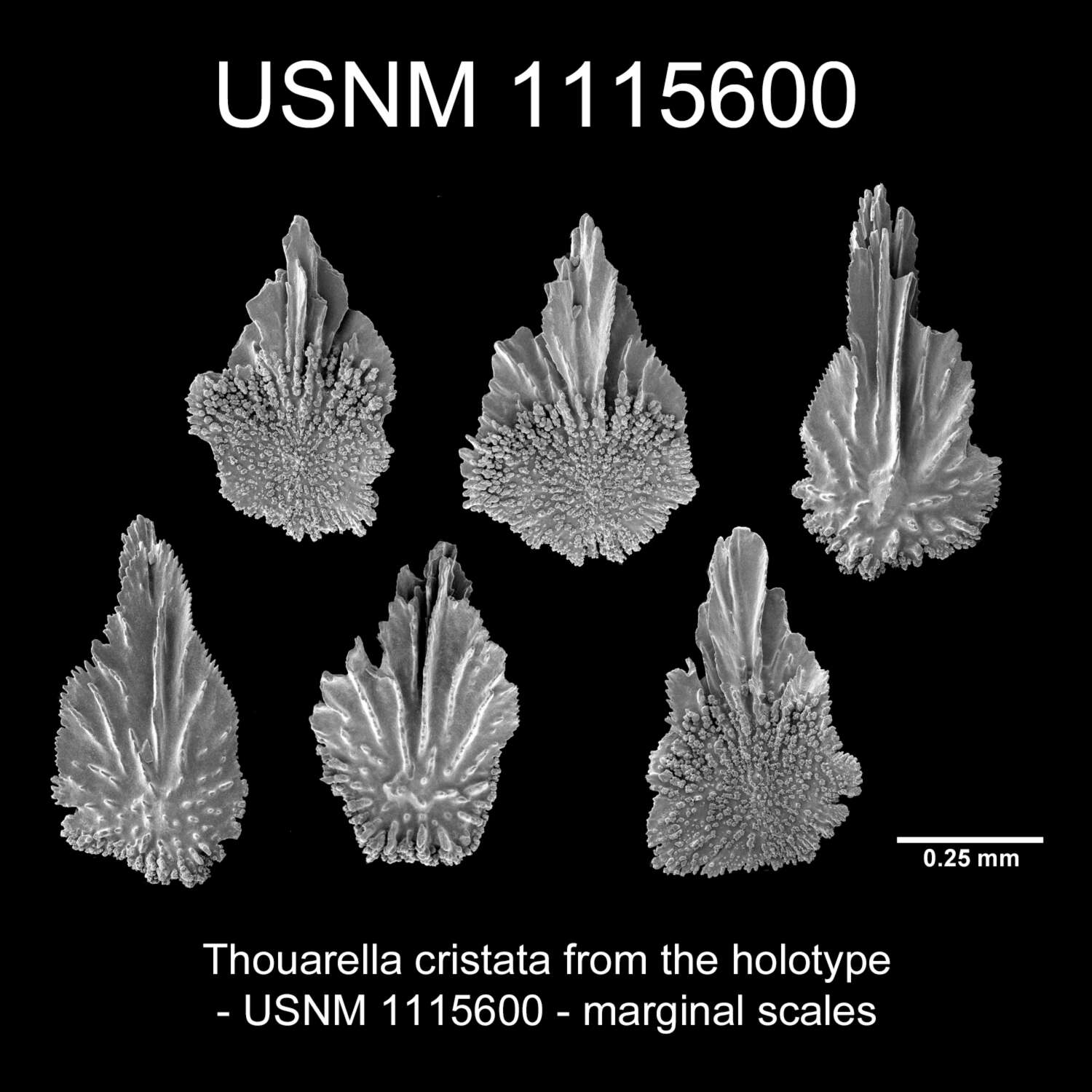 Image of Thouarella cristata Cairns 2011