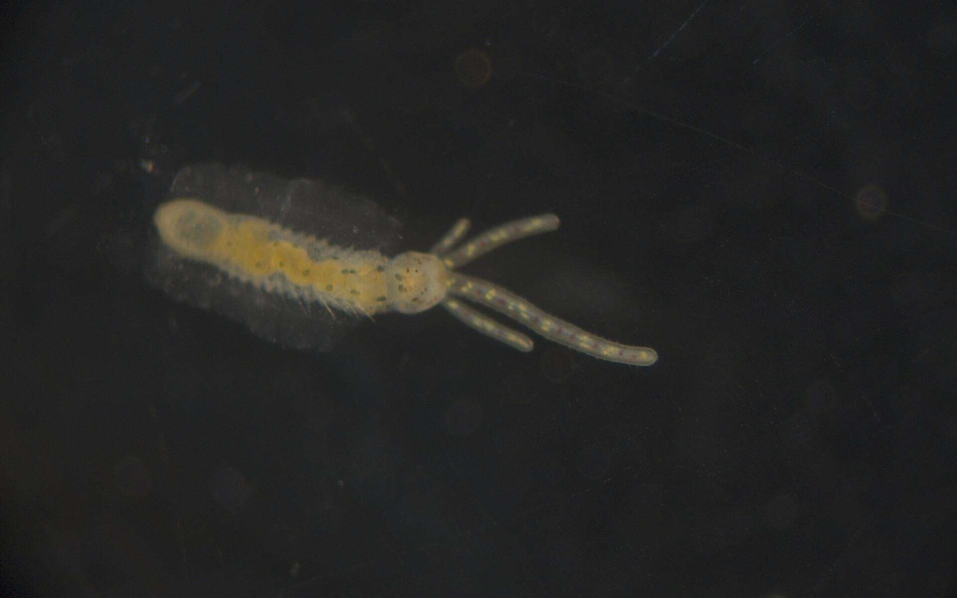 Image de Terebellidae