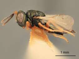 Image of Trichomalopsis leguminis (Gahan 1937)