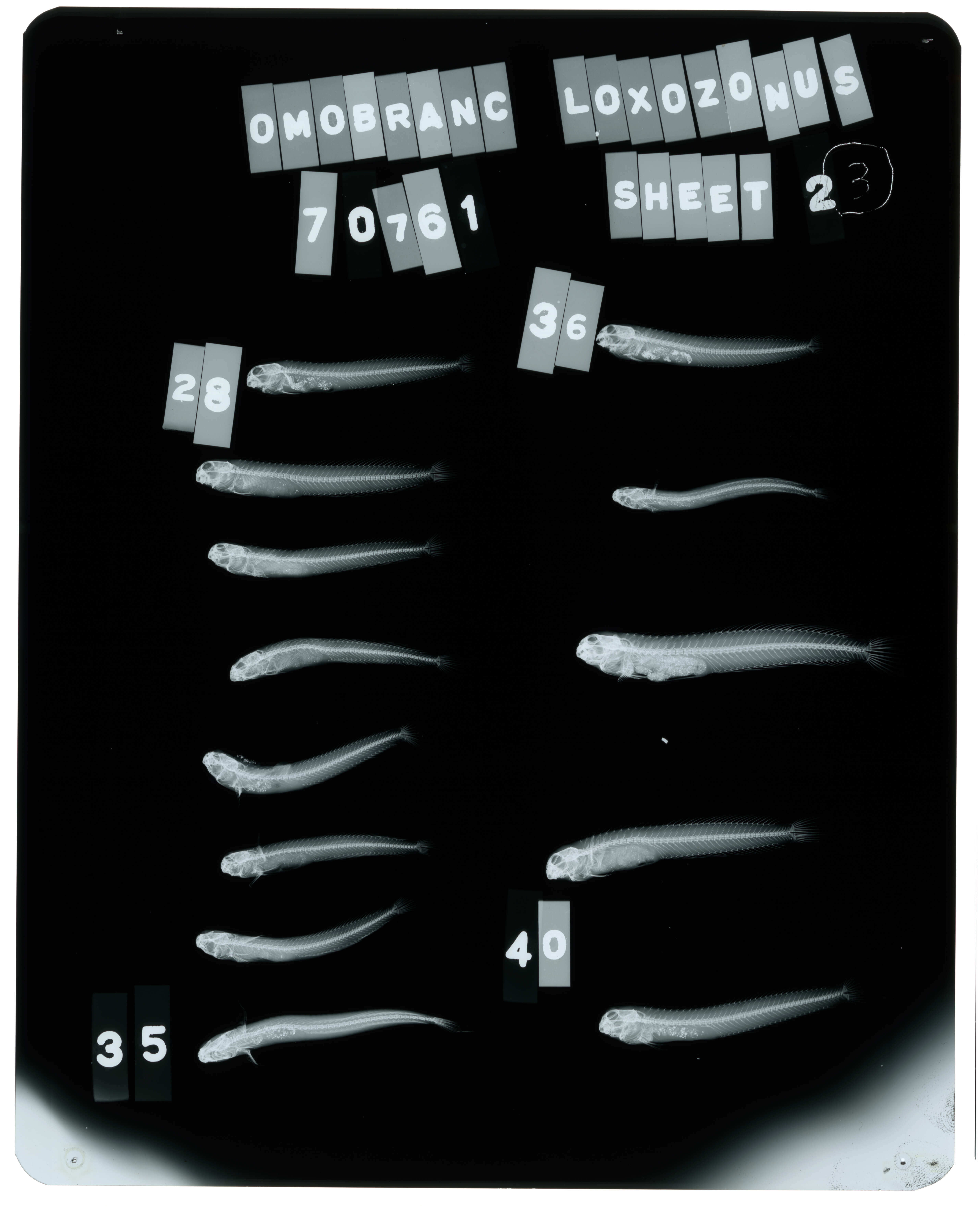 Image of Omobranchus loxozonus (Jordan & Starks 1906)