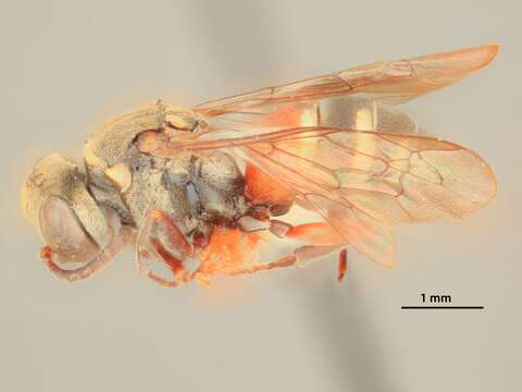 Image of Brachystegus A. Costa 1859