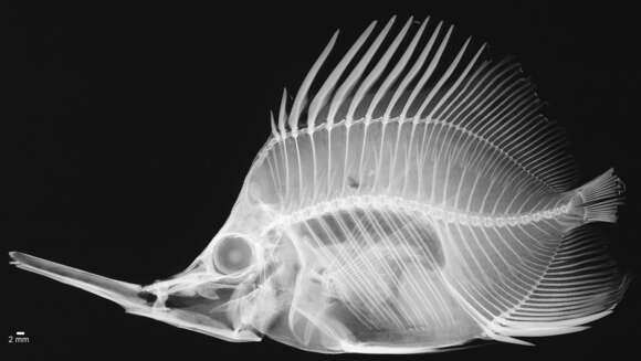 Image of Big long-nosed Butterflyfish