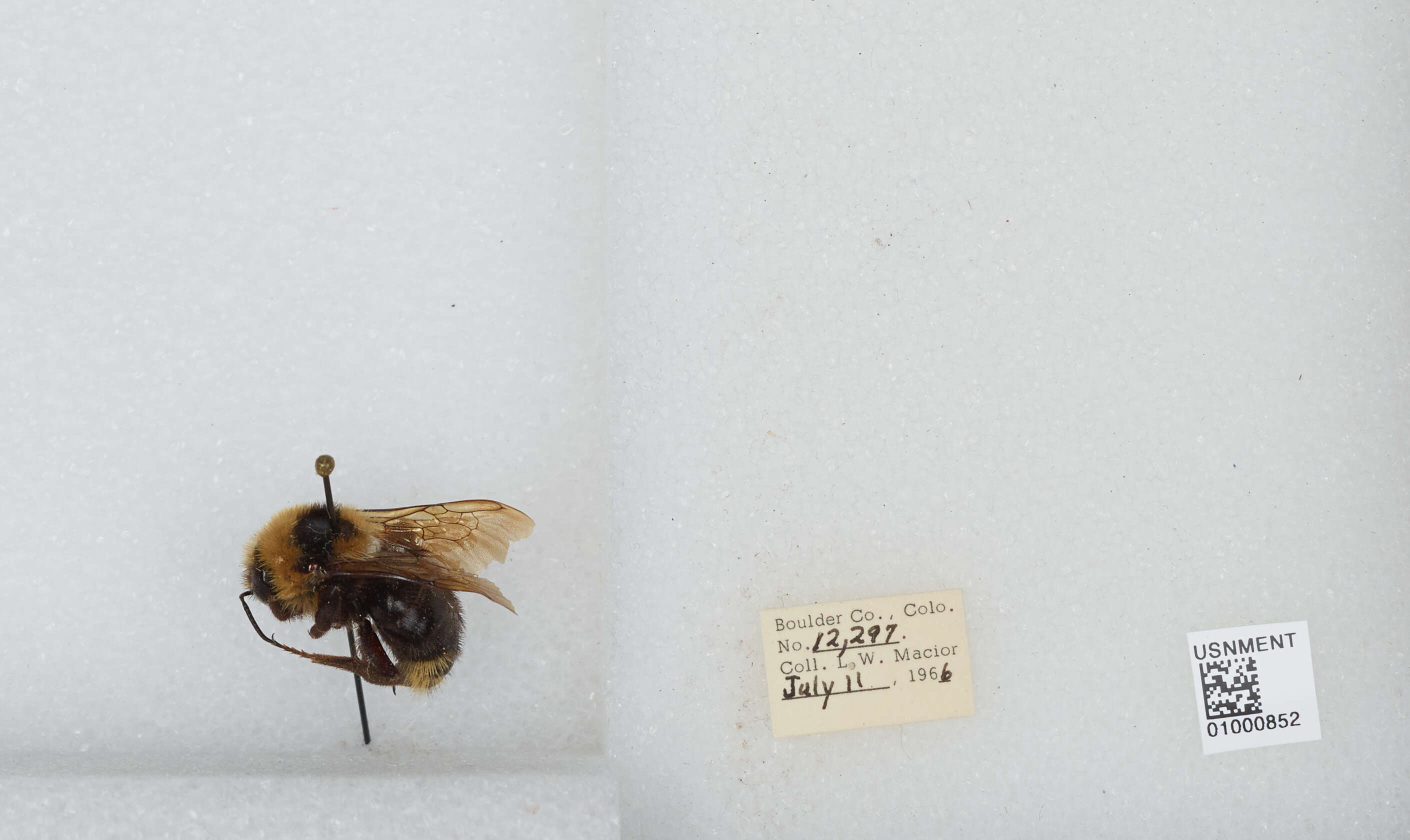 Image de Bombus insularis (Smith 1861)