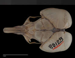 Image of Microdipodops megacephalus oregonus Merriam 1901