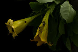 Image of Solandra nizandensis Matuda