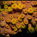 Image of Orange Turret Coral