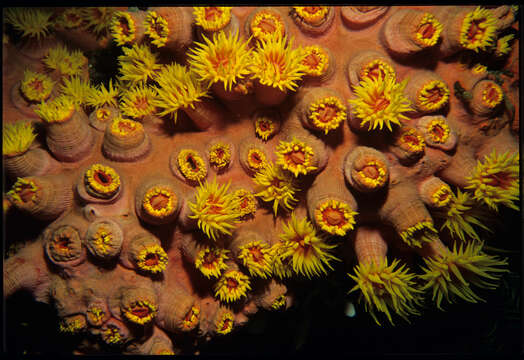 Image of Orange Turret Coral