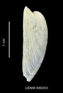 Image of Parmaphorella melvilli (Thiele 1912)