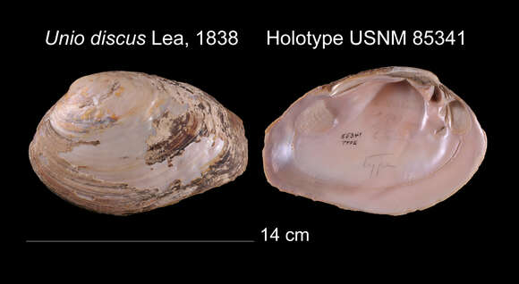 Imagem de Disconaias discus (I. Lea 1838)