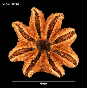 Image of Pteraster koehleri A. M. Clark 1962