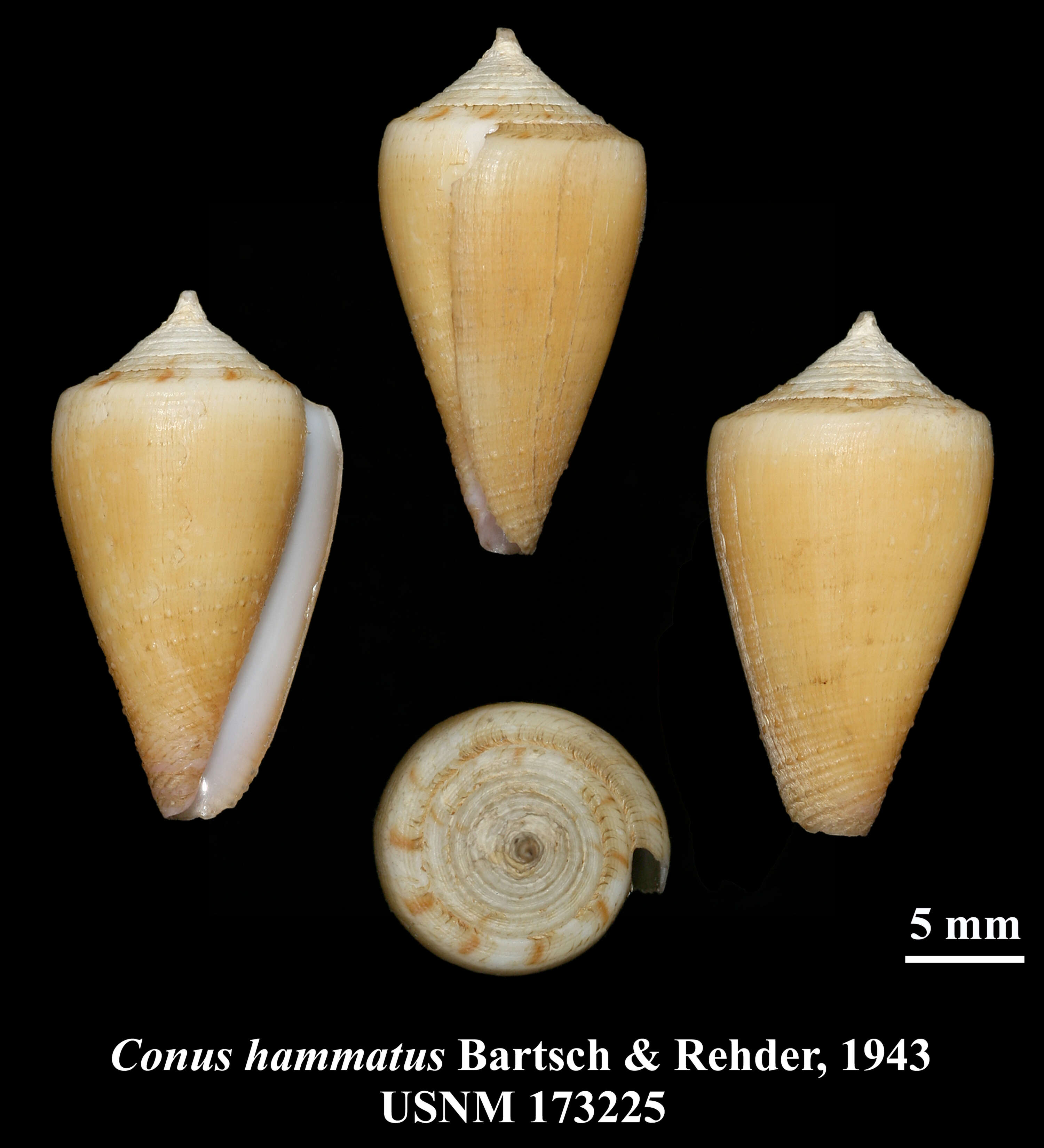 Image of Conus circumactus Iredale 1929