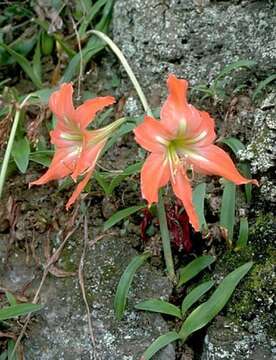 Image of striped Barbados lily