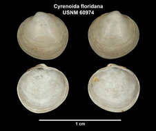 Image of Cyrenoididae H. Adams & A. Adams 1857