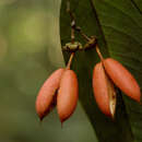 Image of Swartzia pendula Benth.